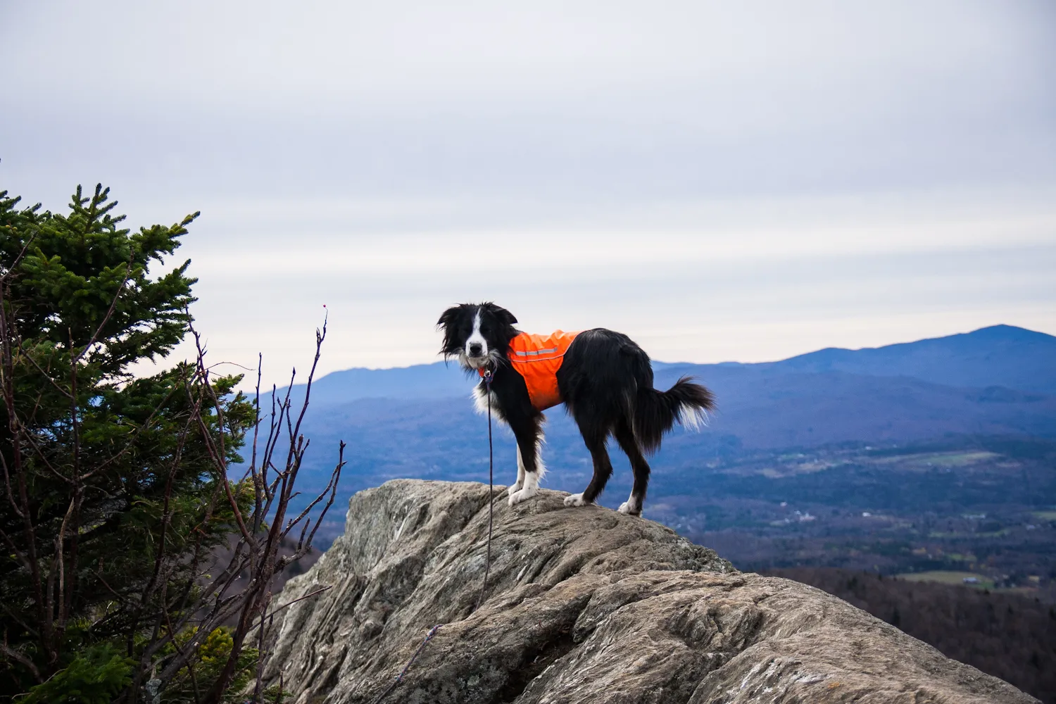 A Border Collie wearing a harness walks on a forest trail beside their owner