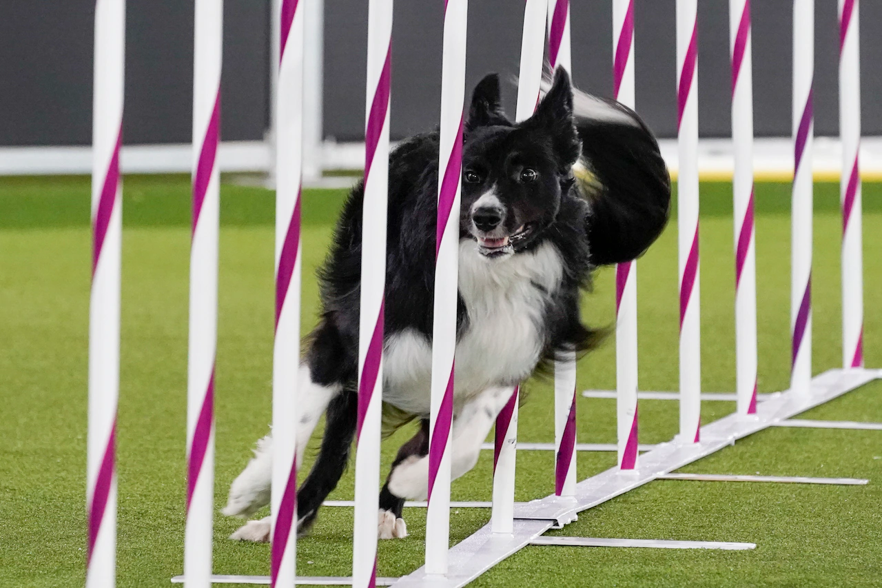 A Border Collie weaves through a line of agility poles while a handler guides nearby