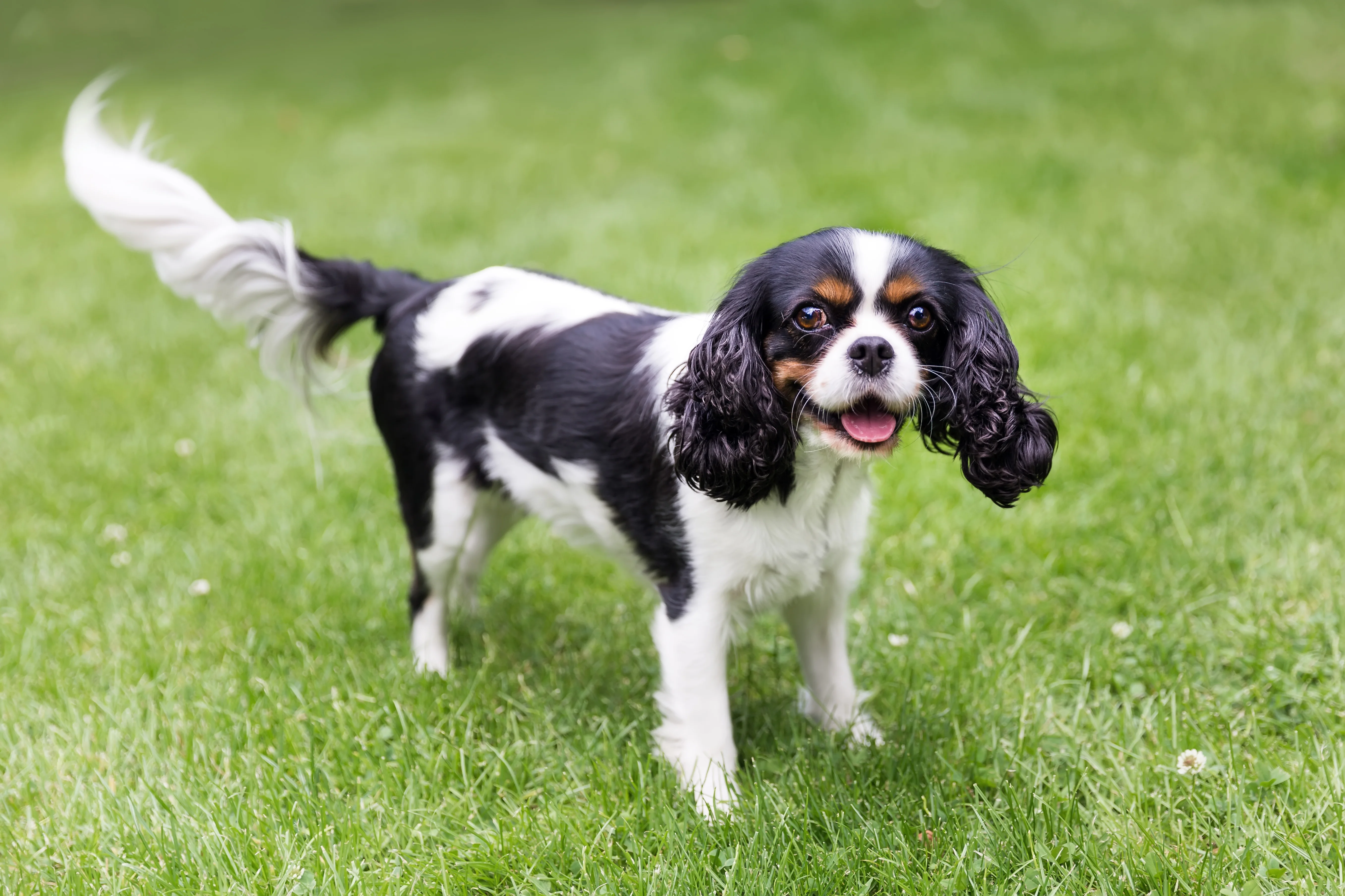 Top 10 Low-Energy Dog Breeds for Apartment Living
