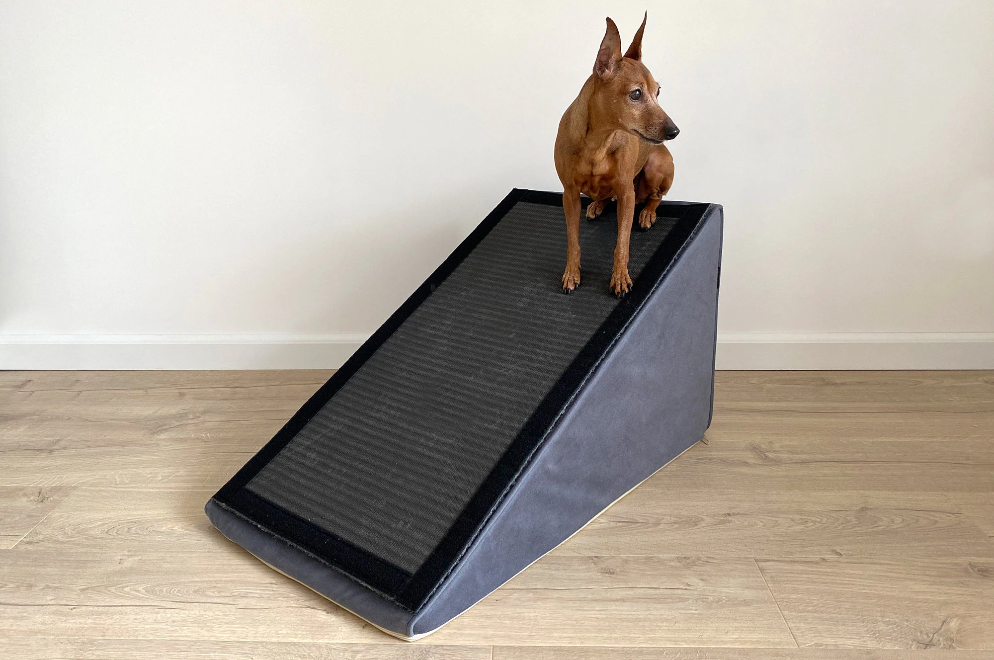 A Dachshund standing halfway up a sturdy non-slip pet ramp positioned against a bed
