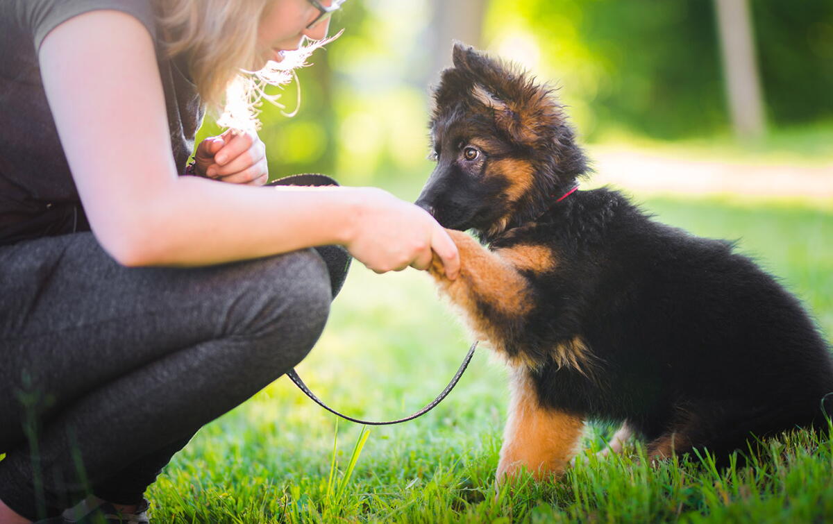 A German Shepherd puppy sitting calmly at a comfortable distance from pedestrians while their handler offers small treats