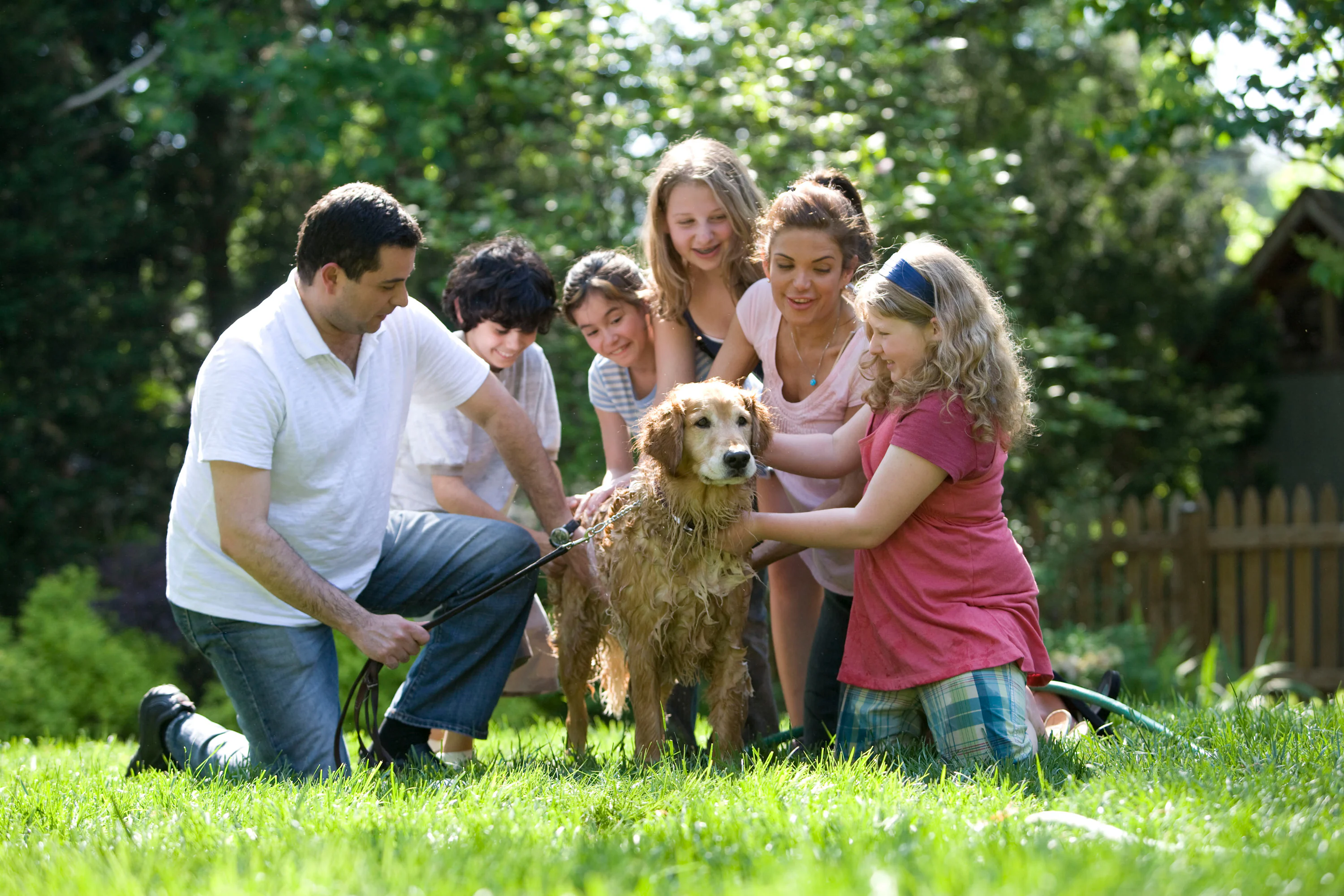 Labrador vs. Golden Retriever