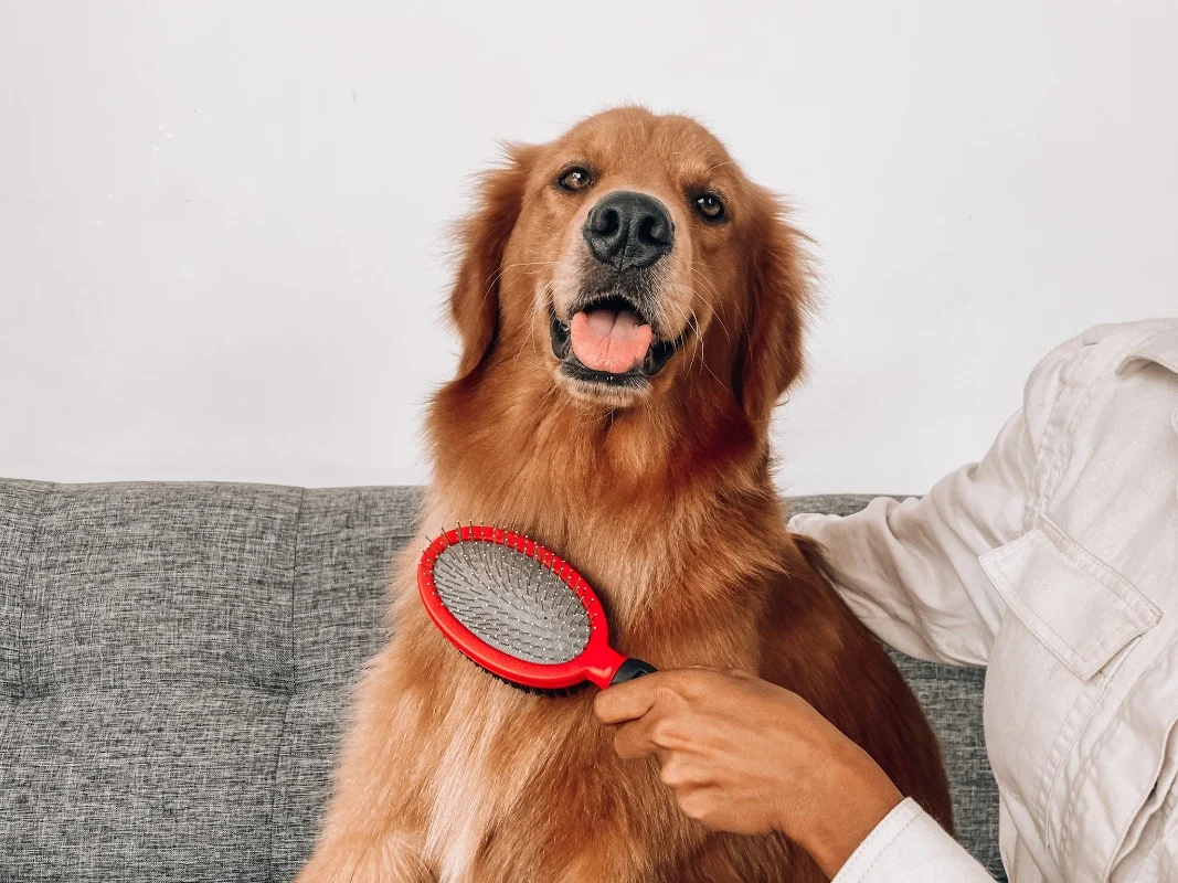 A Golden Retriever sitting calmly on a living room floor while an owner gently brushes its feathered coat with a slicker brush