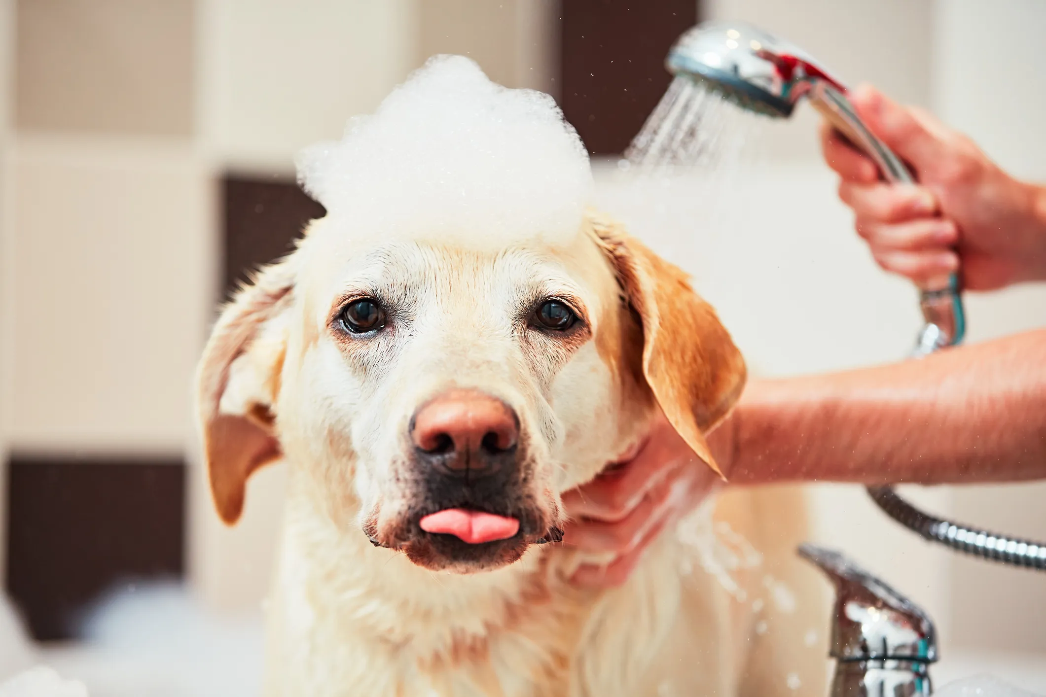 A Labrador Retriever standing in a bathtub while a person gently lathers dog shampoo along the dog’s back