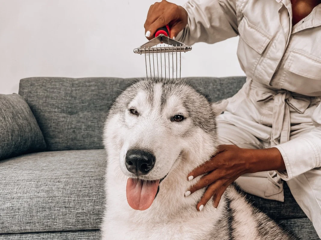 A Siberian Husky lying relaxed while a person gently uses an undercoat rake along the dog’s back outdoors