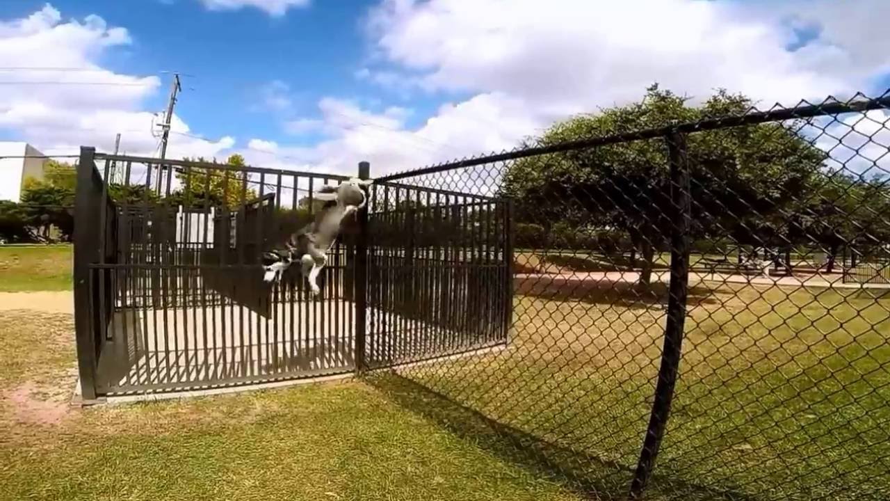 A Siberian Husky standing inside a securely fenced backyard with a tall wooden fence and a locked gate visible