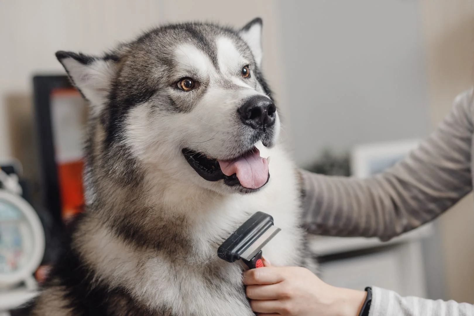 A Siberian Husky stands calmly while a person brushes the dog’s thick double coat outdoors