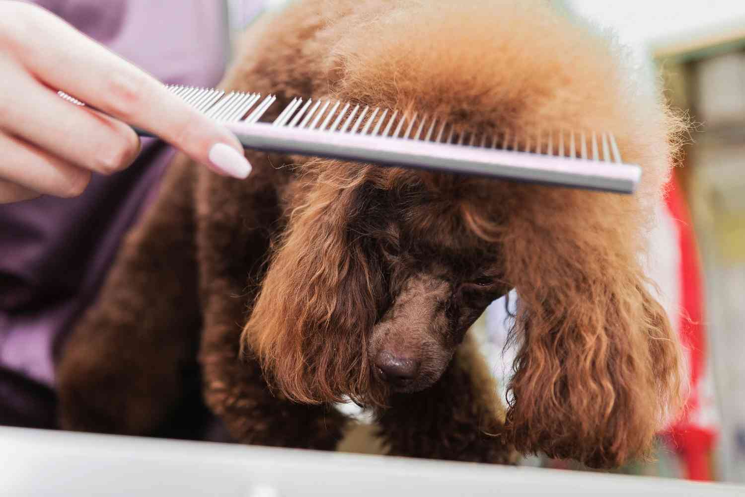 Poodle Grooming and Maintenance: Mat-Free Coats