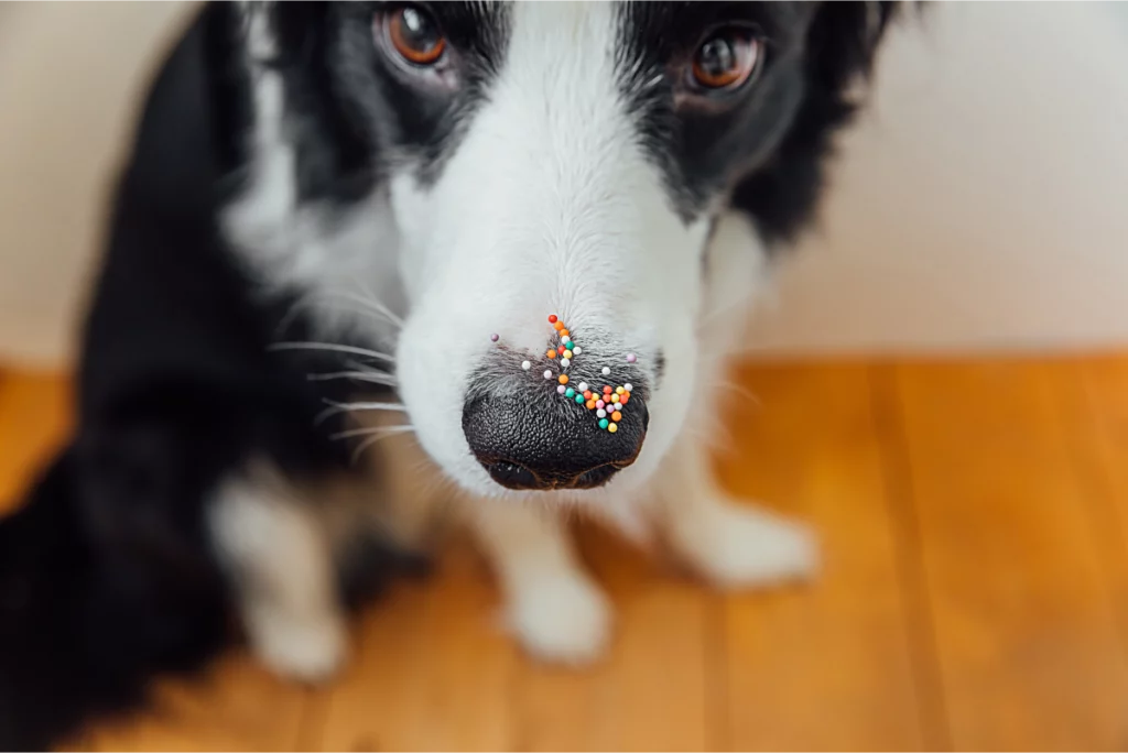 A border collie sitting calmly while a person offers a small treat during a grooming session in a living room
