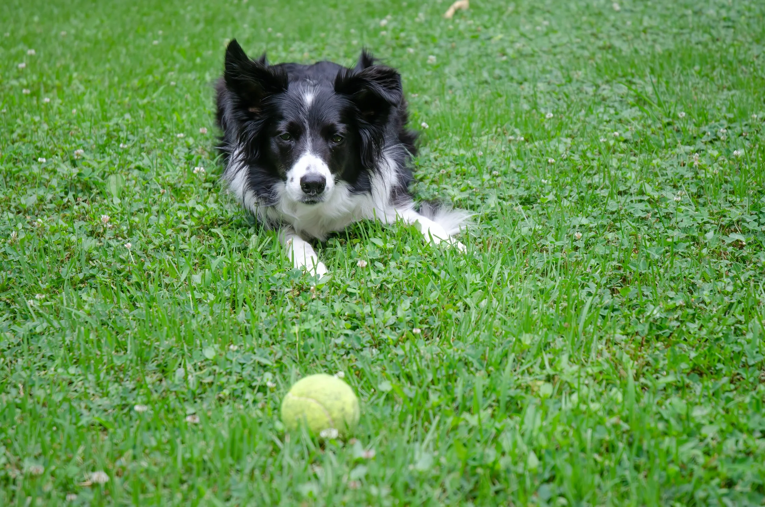 A border collie sitting politely on a kitchen mat while an owner holds a treat and practices a leave it cue, home training photo