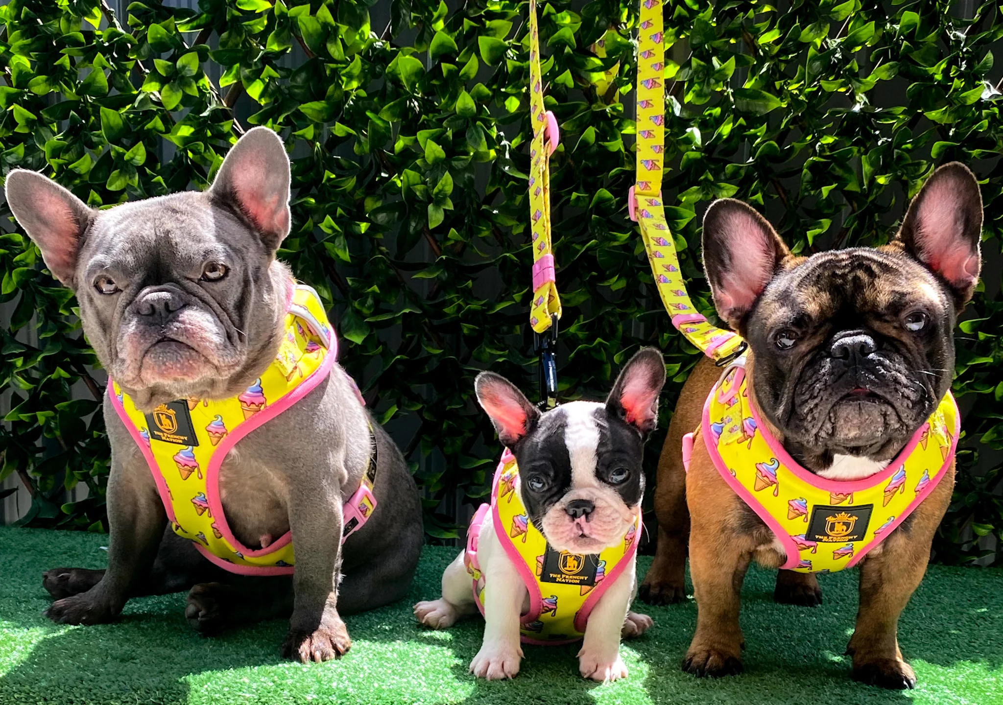A brindle French Bulldog standing on a sidewalk wearing a well-fitted Y-front harness that sits clear of the throat, leash clipped at the back