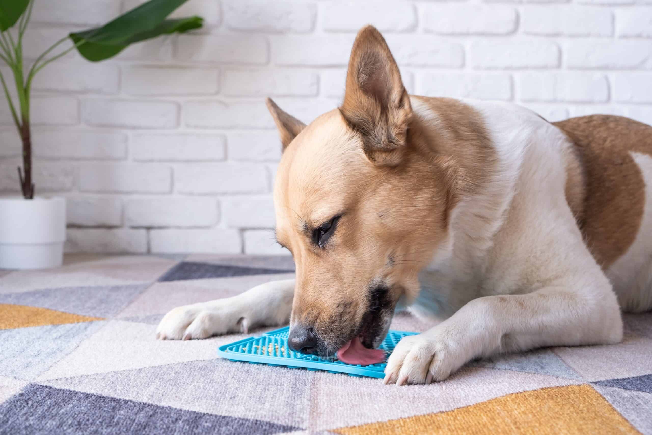 A calm dog licking a silicone lick mat on a kitchen floor while an owner gently holds the dog’s ear flap up in preparation for ear care