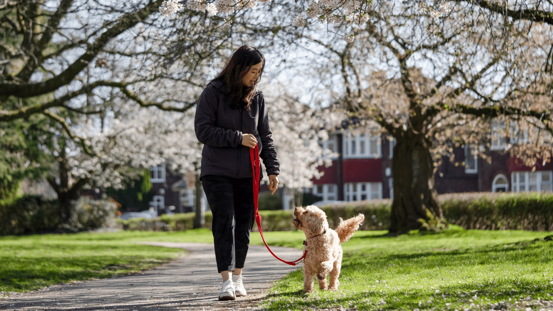 A calm dog walking beside an adult with a loose leash on a sunny city sidewalk, with relaxed body language and soft focus