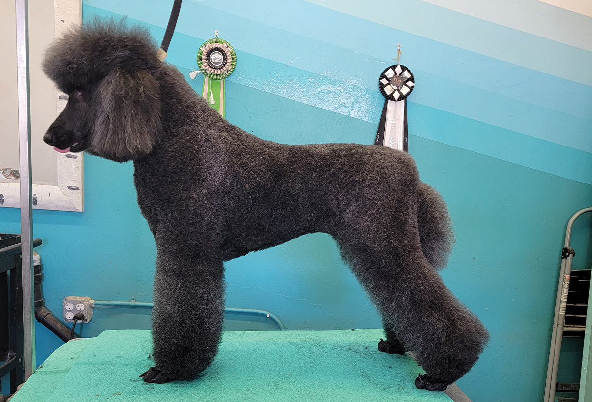 A clean Standard Poodle stands on a grooming table with a towel wrapped around its body after a bath