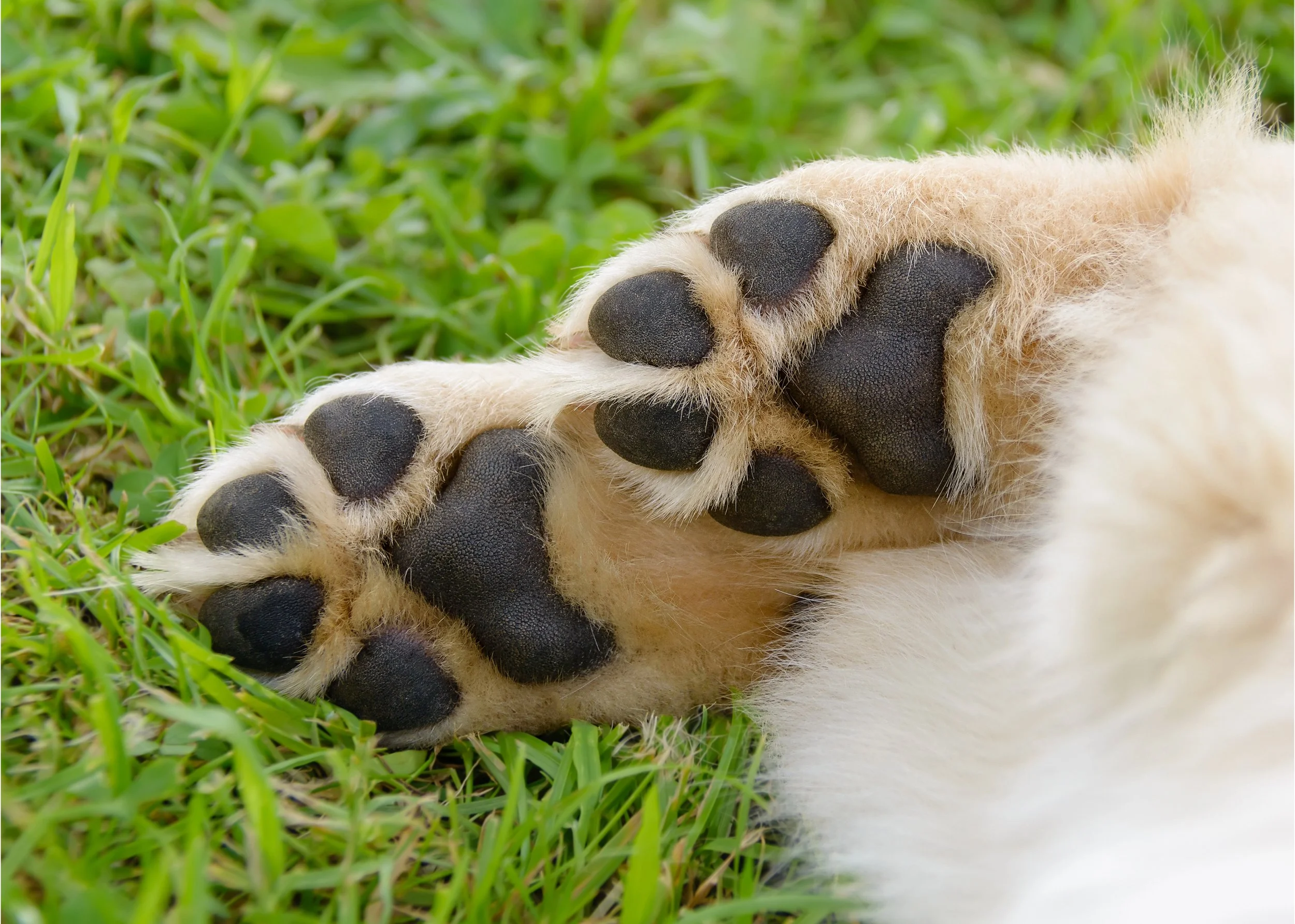 A close-up photograph of a dog paw being gently held in a person’s hand, showing healthy paw pads and trimmed nails