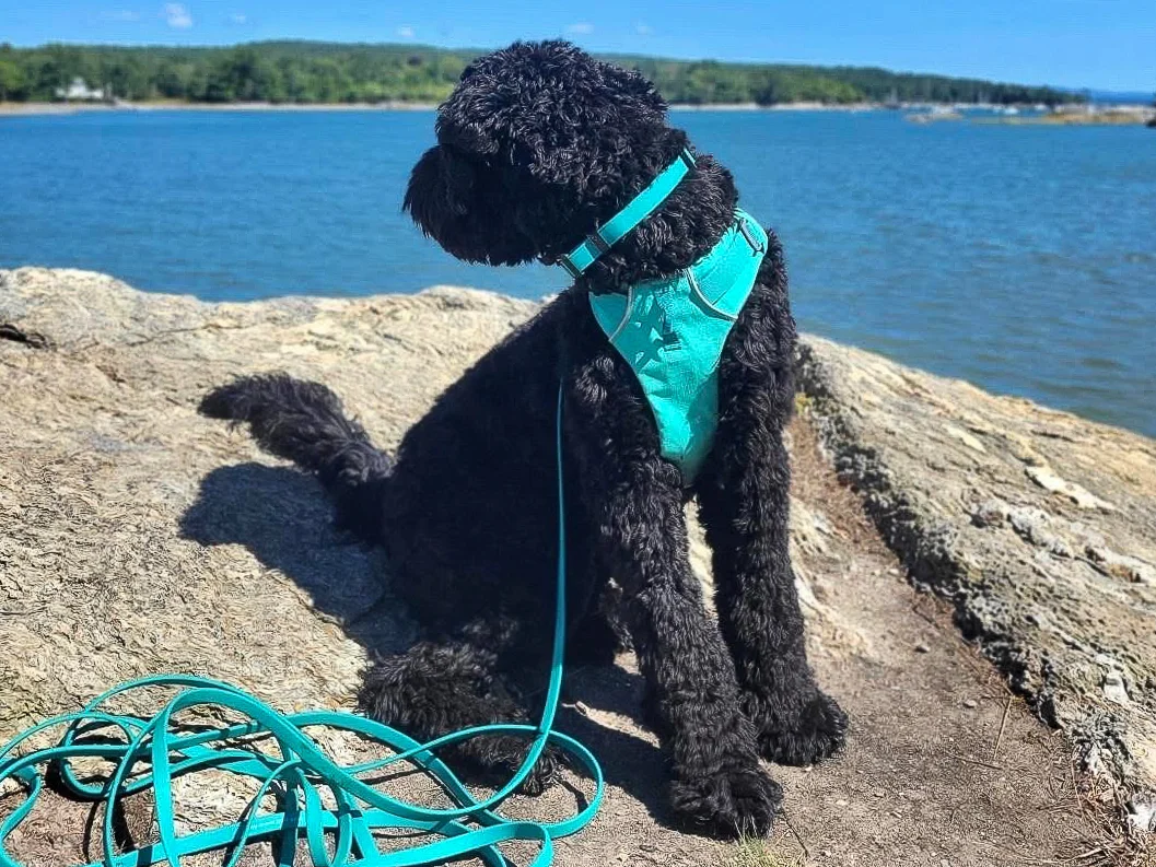 A coiled biothane long training line and a well-fitted back-clip harness lying on grass next to a pouch of dog treats