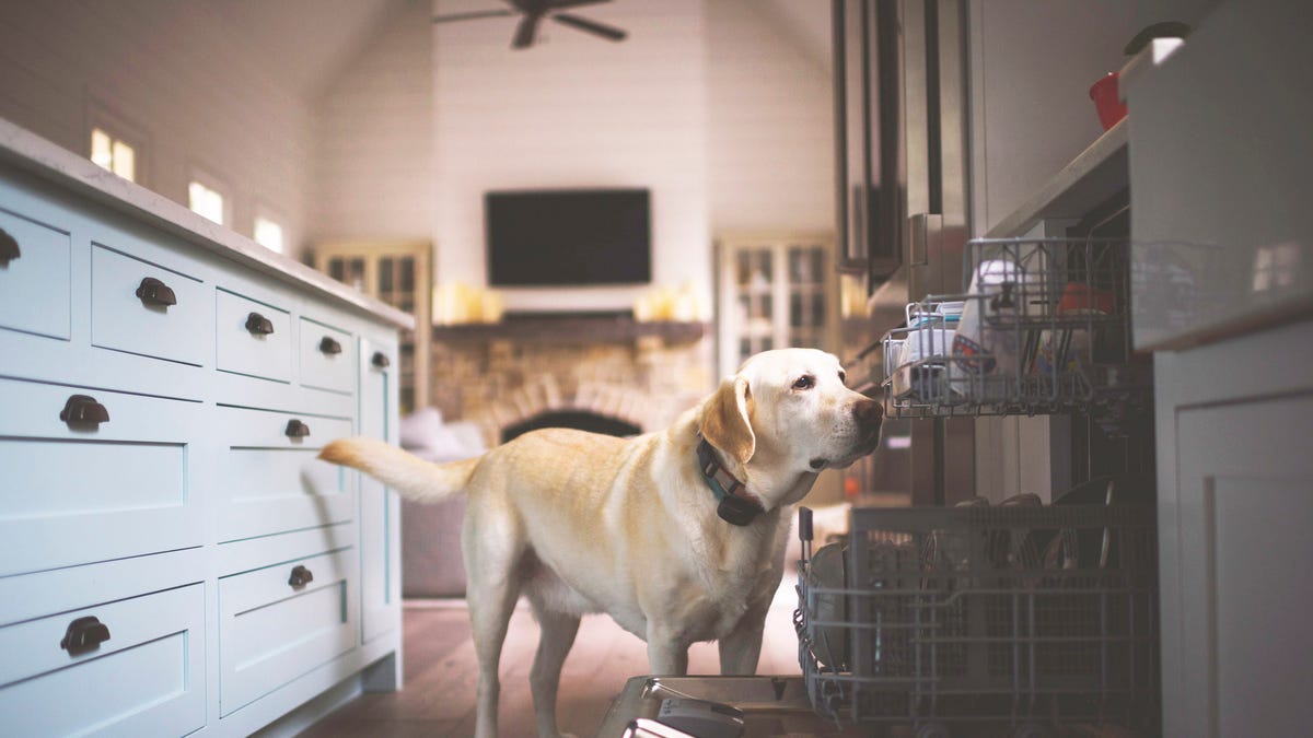 15 Human Foods Highly Toxic to Dogs (And What to Do If Eaten)
