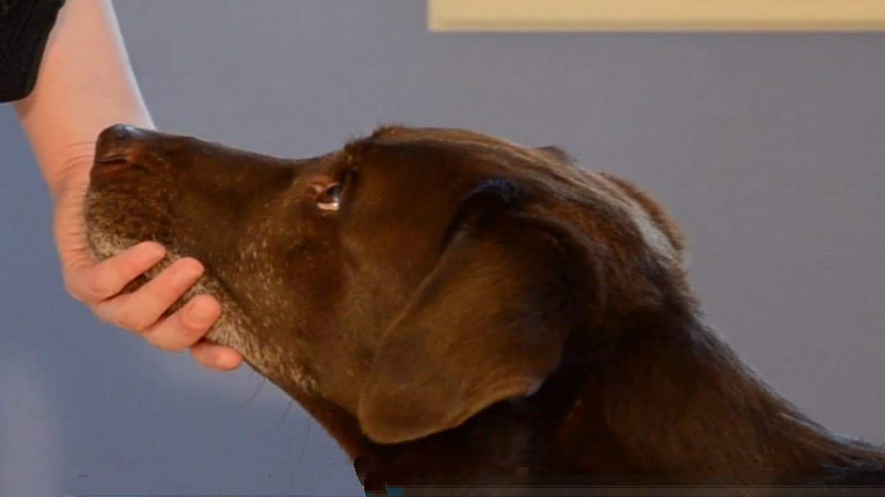 A dog calmly resting its chin in a person’s hand while receiving small treats during cooperative care practice in a living room