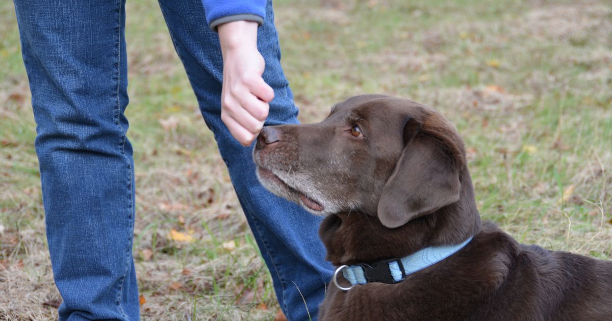 A dog following a treat lure into a sit while the handler kneels on the floor and keeps the treat near the dog’s nose