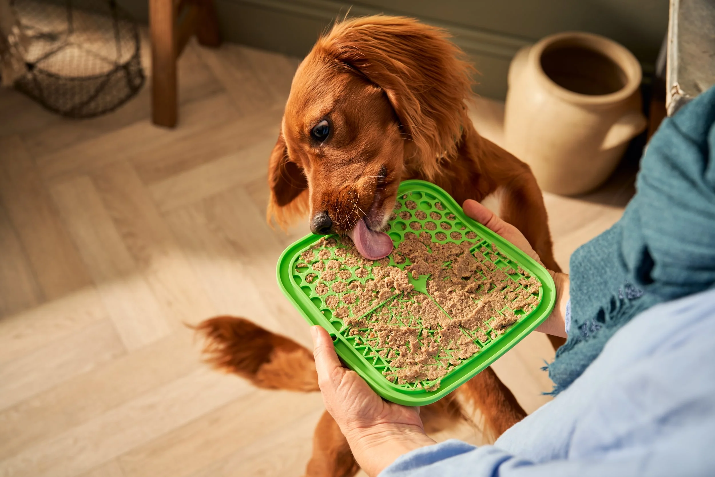 A dog lying on the floor licking a silicone lick mat spread with canned dog food during a calm enrichment session
