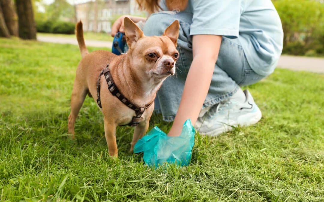 Dog Poop Color Chart