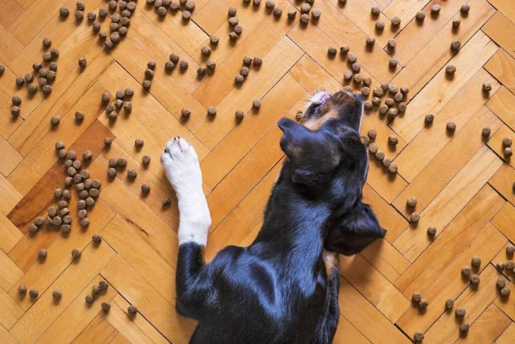 A dog sniffing through short grass in a backyard while searching for scattered treats, showing focused calm body language