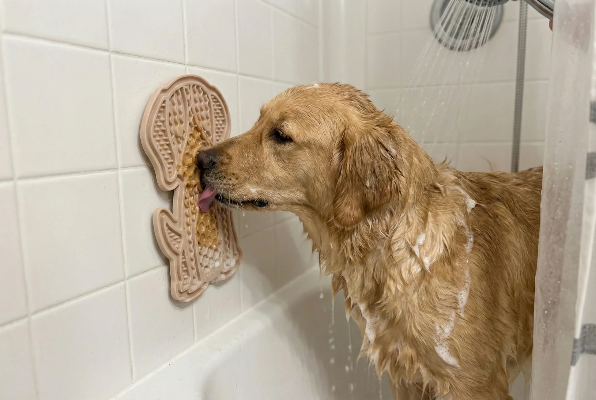A dog standing in a bathtub on a non-slip mat while licking a silicone lick mat smeared with xylitol-free peanut butter on the tile wall