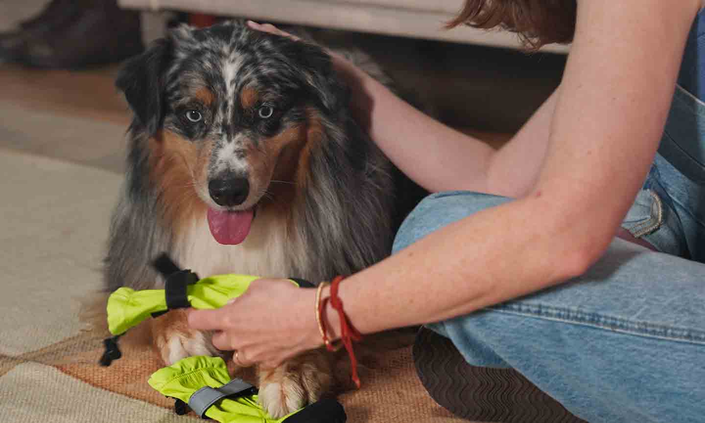 A dog standing indoors while a person gently fastens a dog bootie, offering a small treat to keep the dog relaxed