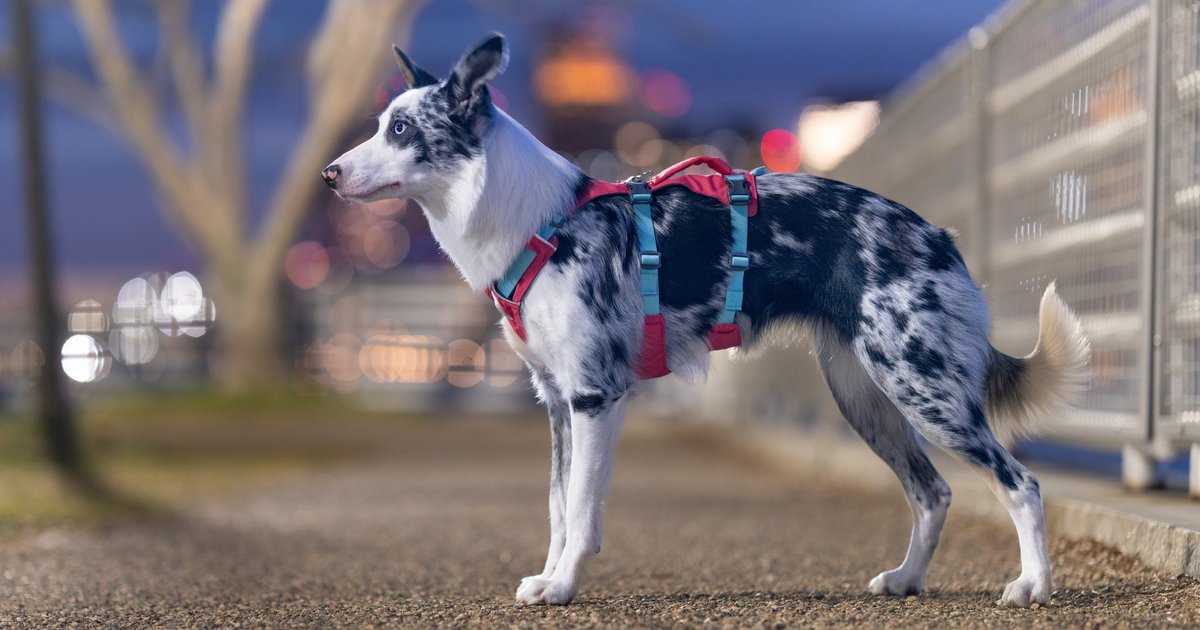 A dog wearing a three-strap harness with an extra belly strap, standing calmly on a leash in a park
