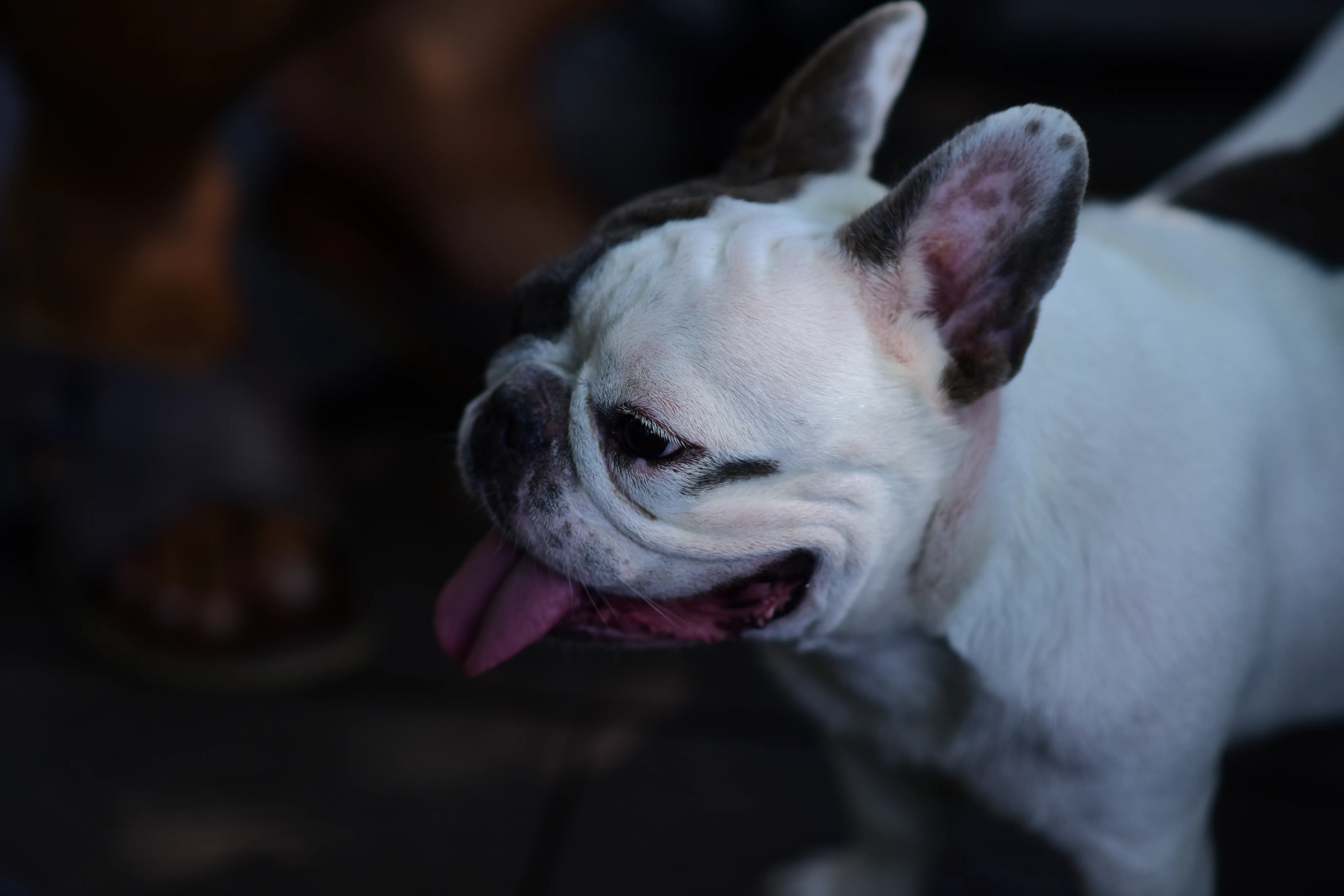 French Bulldog Care: Health Issues and Diet
