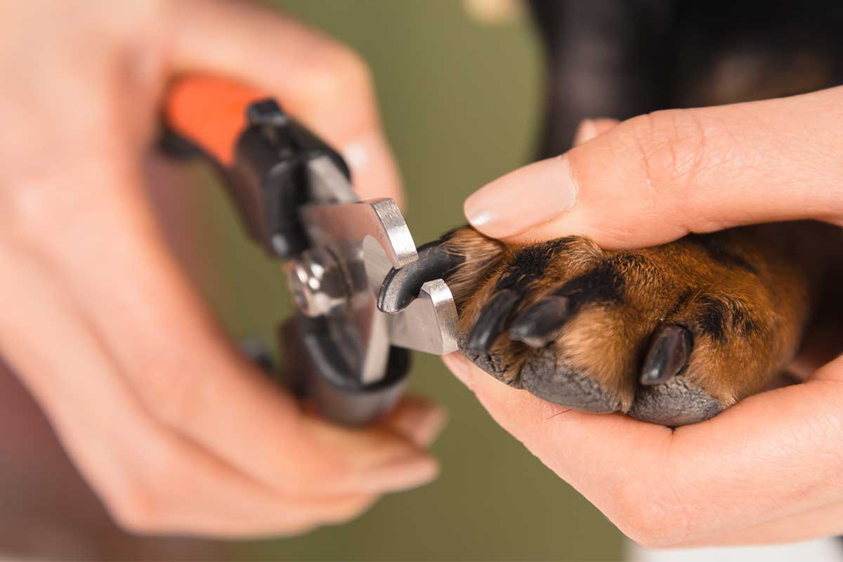 A flat lay on a table showing a dog nail clipper, a nail grinder, styptic powder container, cotton rounds, and a jar of dog treats arranged neatly