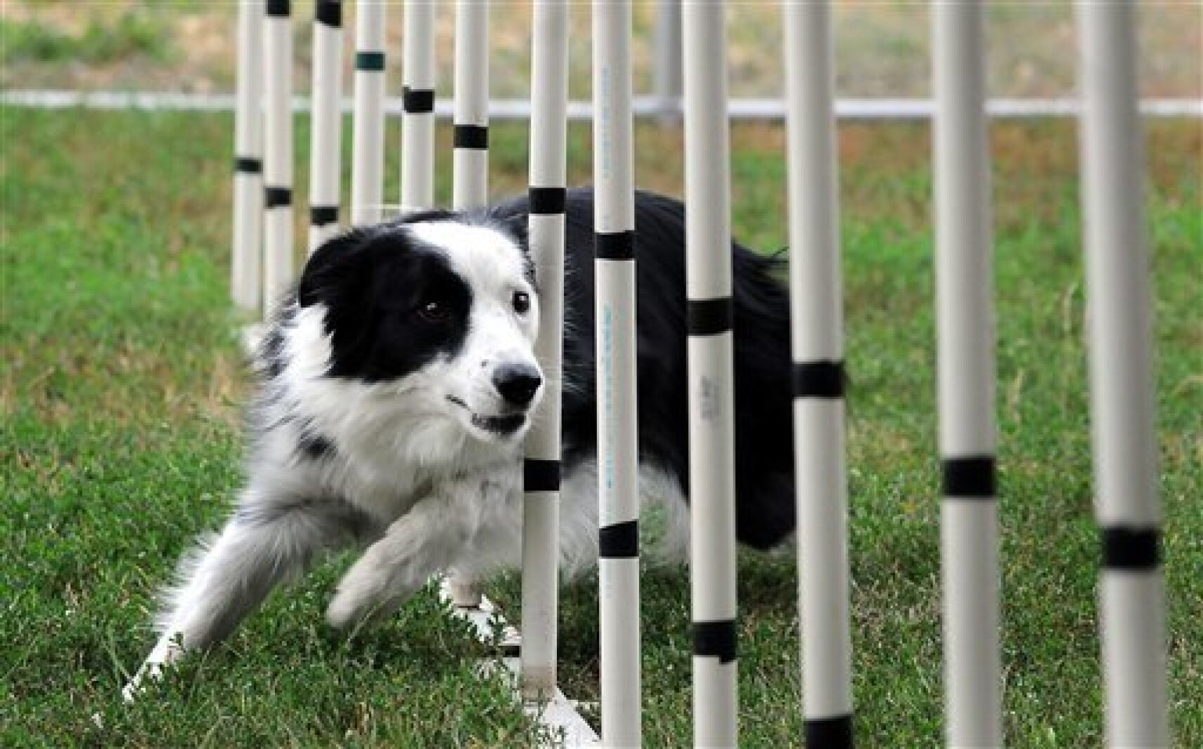 A focused Border Collie runs through agility obstacles on grass while a handler stands nearby
