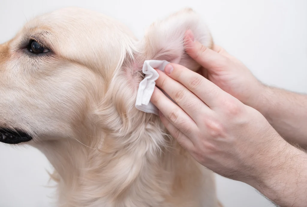 A golden retriever sitting calmly while a person gently cleans the outer ear with a cotton pad, showing routine ear care for allergy-prone dogs