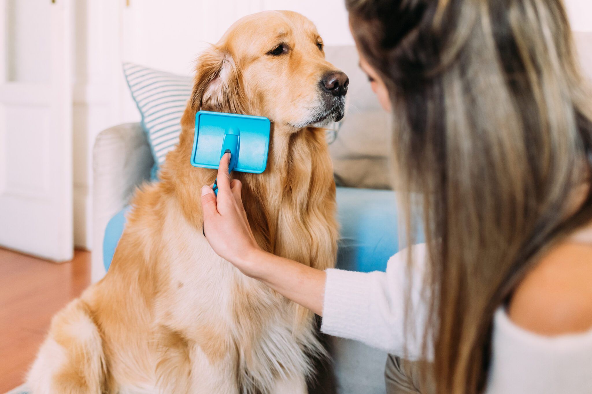 A golden retriever standing calmly while a person gently brushes its coat with a slicker brush indoors