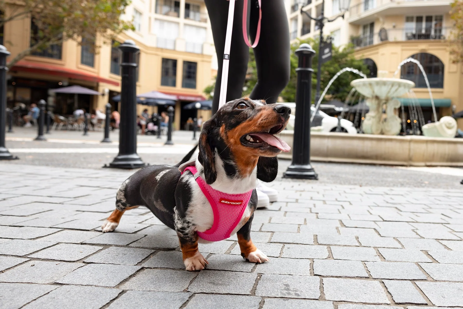 A gray-muzzled senior Dachshund wearing a well-fitted Y-shaped harness on a quiet neighborhood walk
