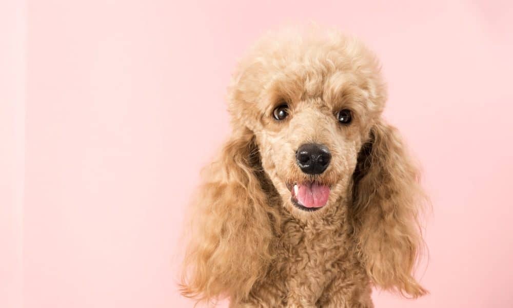 A groomer carefully combing the facial hair of a cream toy Poodle, keeping the hair around the eyes tidy