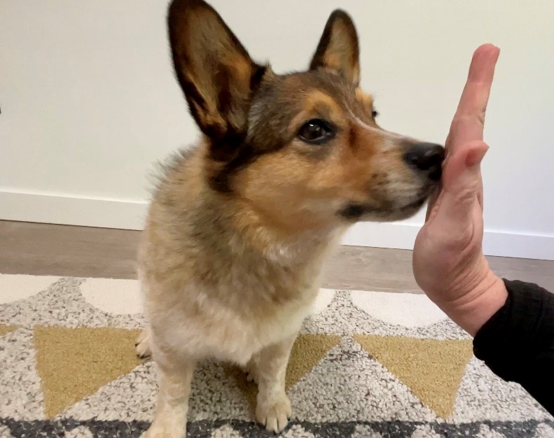 A handler holding out an open palm as an adult rescue dog gently touches the hand with their nose during training