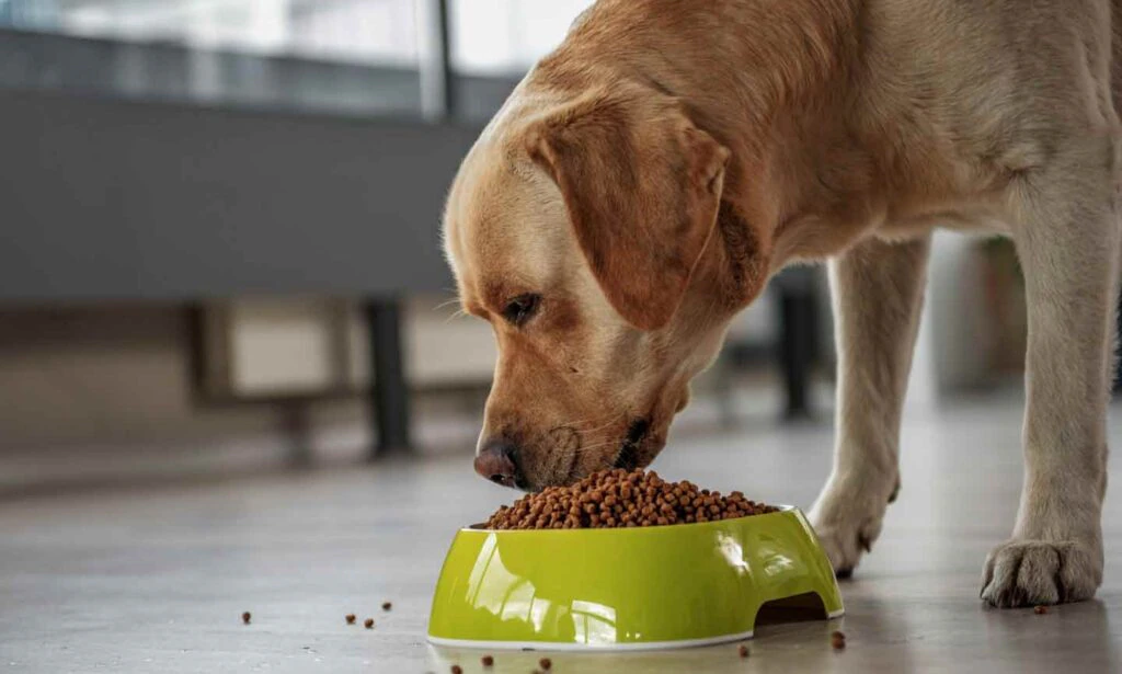 Grain-Free vs. Grain-Inclusive Dog Food: How to Choose