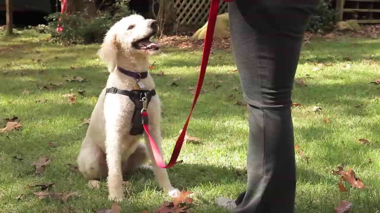 Dog Collar vs. Harness for High-Energy Training