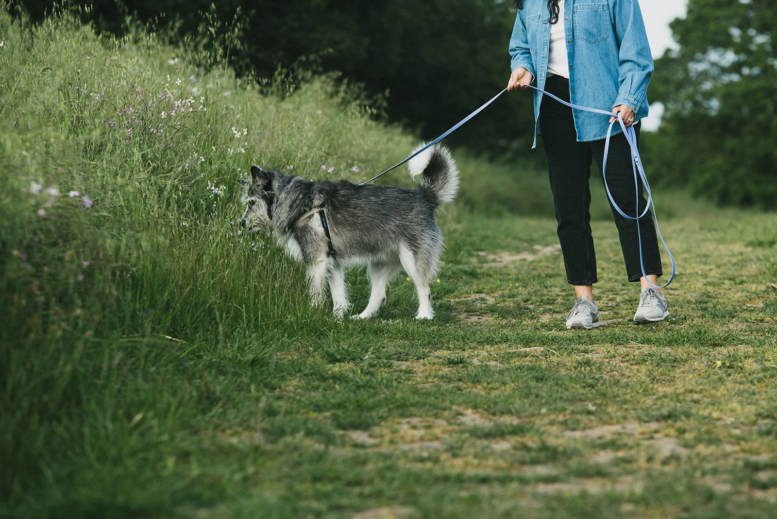 A leashed dog sniffing a patch of grass in a neighborhood park while the handler holds a loose leash and stands relaxed