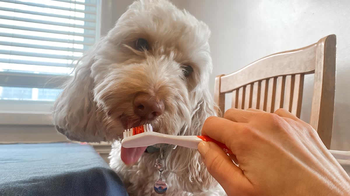7 Tips for Brushing Your Dog’s Teeth Without the Struggle