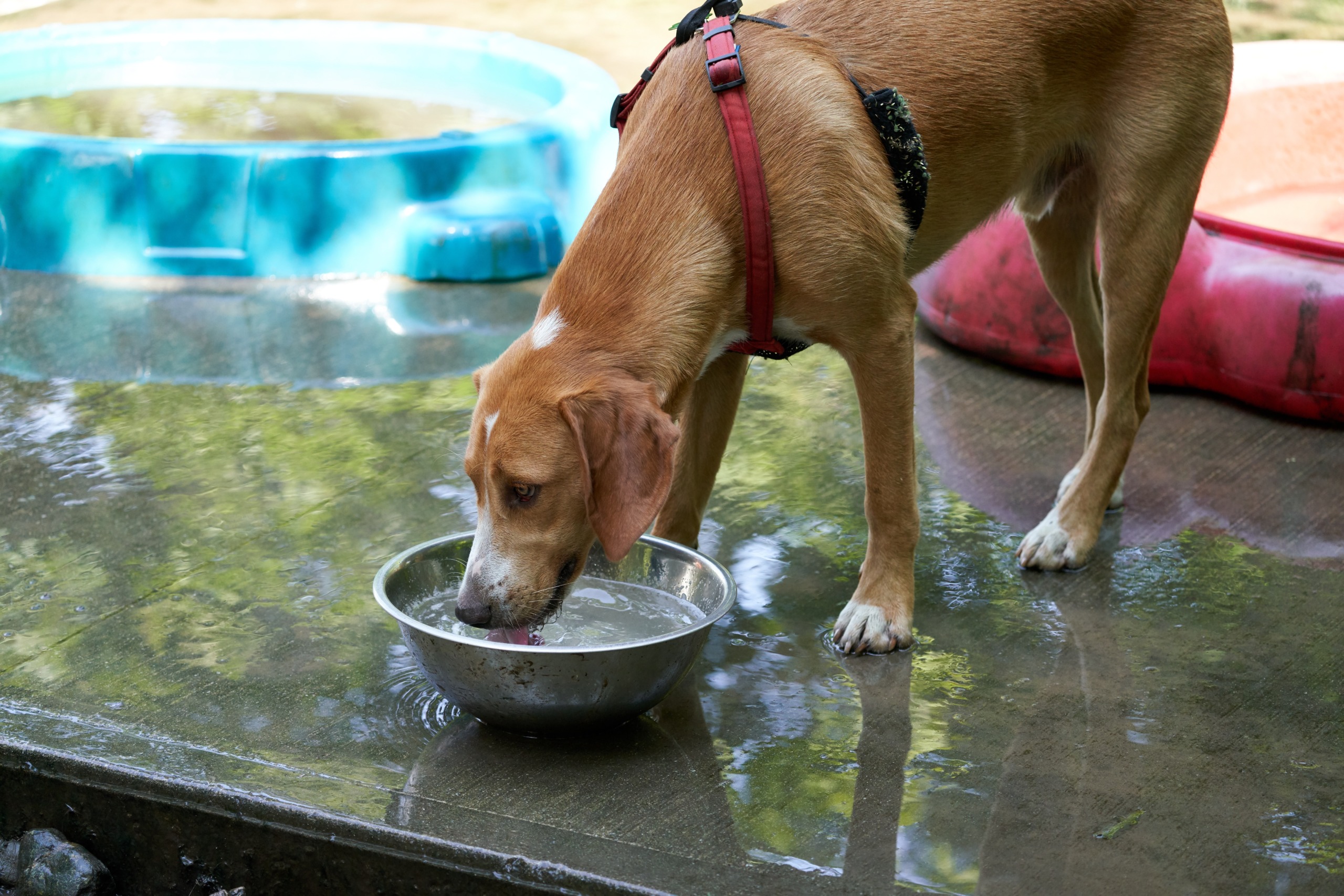 A medium-sized mixed-breed dog drinking fresh water from a stainless steel bowl in a kitchen