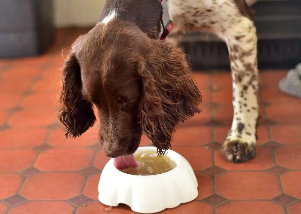 Homemade Bone Broth for Dogs