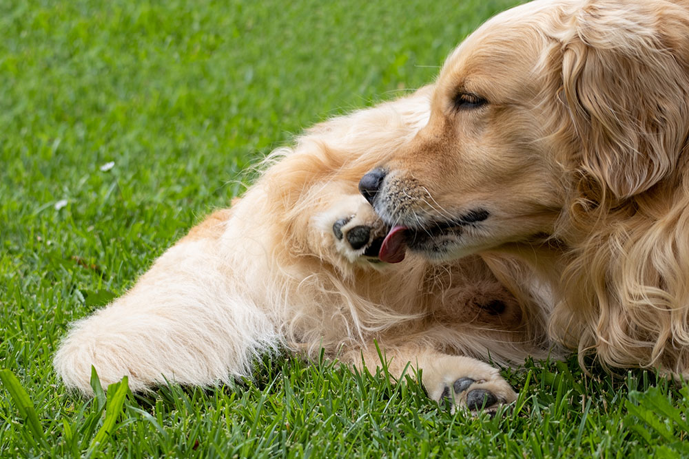 Dog Food Allergies vs. Environmental Allergies