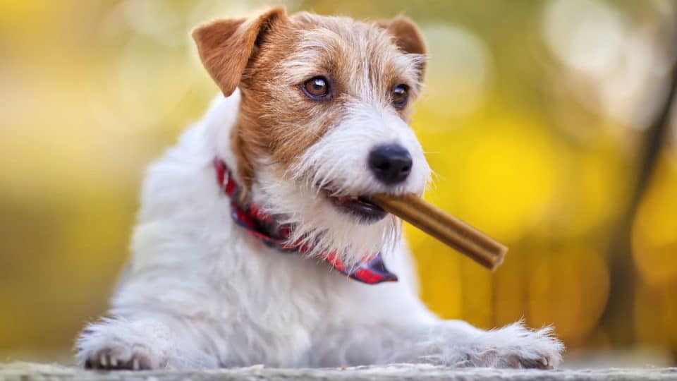 Best Foods and Chews for Dog Dental Health