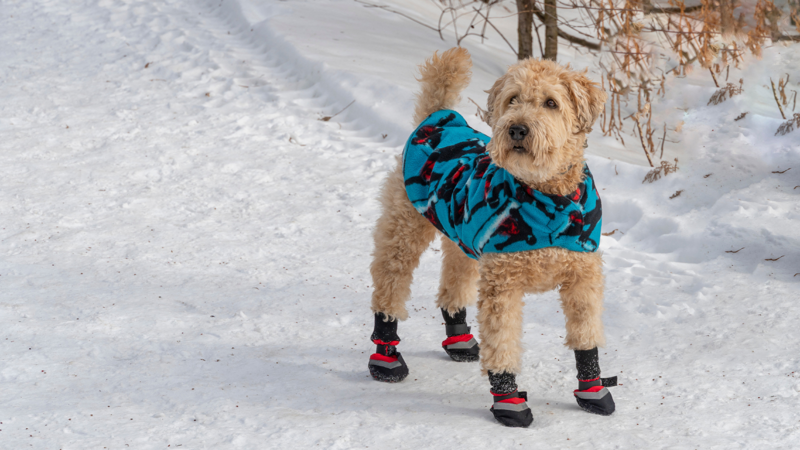 A medium-sized mixed-breed dog standing on a snowy sidewalk wearing fitted winter dog booties, looking comfortable and alert