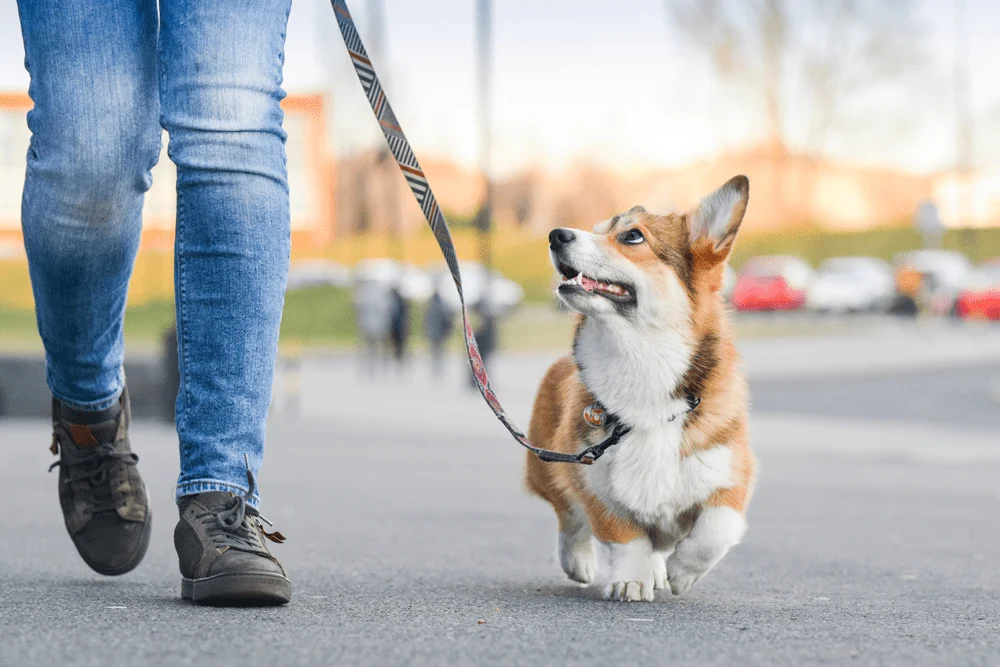 Loose Leash Walking: Stop the Pulling