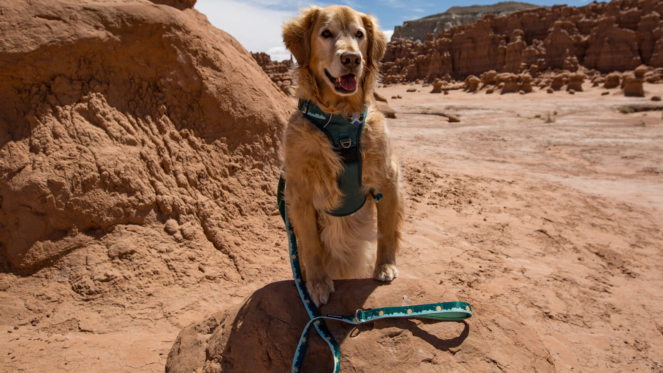 A medium-sized young dog wearing a front-clip harness walking beside a handler on a sidewalk with a loose leash