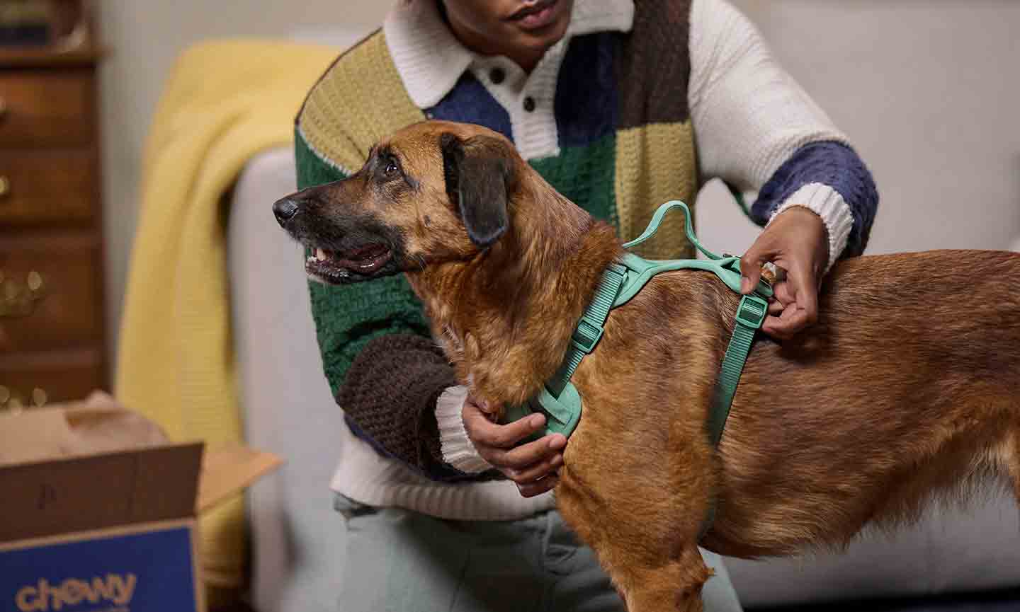 A person checking harness fit on a dog by sliding two fingers under the strap near the dog’s ribcage