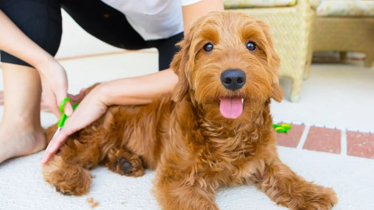 A person gently brushing a young Goldendoodle puppy at home on a living room rug while the puppy calmly chews a toy
